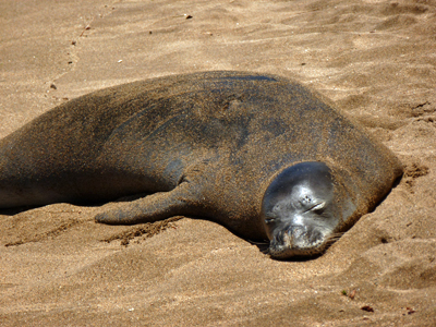 Endangered Monk Seal on our Beach